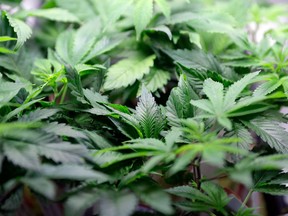 FILE - In this Feb. 14, 2018, file photo, marijuana plants are displayed at a dispensary in Berkeley, Calif. U.S. health officials say a closely watched medicine made from the marijuana plant significantly reduces seizures in children with severe forms of epilepsy and warrants approval in the U.S. The Food and Drug Administration posted its review Tuesday, April 17, of the experimental medication ahead of a public meeting later this week.