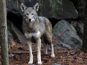 FILE - In this Jan. 13, 2015 file photo, a female red wolf is shown in it's habitat at the Museum of Life and Science in Durham, N.C.  Federal wildlife officials say the only wild population of endangered red wolves is unsustainable and could be wiped out within years.  The prediction comes in a five-year review of the status of the species released Tuesday, April 24, 2018, by the U.S. Fish and Wildlife Service. The report says only about 40 wolves remain in the wild in North Carolina, down from a peak of about 120 a decade ago. Another 230 wolves live in captivity.