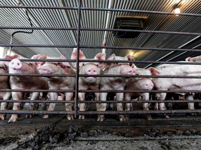 FILE - This July 21, 2017, file photo shows young hogs at Everette Murphrey Farm in Farmville, N.C. Industrial-scale hog producers knew for decades that noxious smells from open-air sewage pits tormented neighbors but didn't change their livestock-raising methods to keep production costs low, the lawyer for farm neighbors told jurors in a federal lawsuit Tuesday, April 24, 2018.