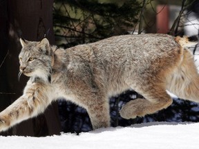 FILE - In this April 19, 2005, file photo, a Canada lynx heads into the Rio Grande National Forest after being released near Creede, Colo. University of New Hampshire scientists have discovered a previously undiagnosed parasite transmitted by ticks and a virus in the Canada lynx. The New Hampshire Veterinary Diagnostic Laboratory uncovered the findings during a recent research study.