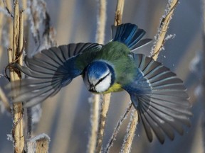 FILE- In this Feb. 26, 2018, file photo, a blue tit flies among dried plants covered with hoarfrost near the Belarus village of Dukora, some 40 km (25 miles) southeast of Minsk. A study published Monday, April 16, 2018, in the Proceedings of the National Academy of Sciences gives the first global look at a worsening timing problem. For example in the Netherlands, the Eurasian sparrow hawk has been late for dinner because its prey, the blue tit, over 16 years has arrived almost six days earlier than the hawk.
