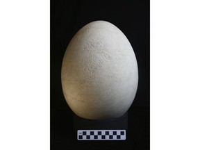 This photo provided by The Buffalo Museum of Science shows a rare elephant bird egg that curators recently realized is an actual egg from the extinct creature. The fully-intact egg, 12-inches tall, 28 inches in circumference, and weighing more than 3 pounds, had previously been mislabeled as a model. Curators discovered the mistake while cataloguing pieces in the museum's collection. The museum will unveil the egg to the public May 1, 2018. (The Buffalo Museum of Science via AP)