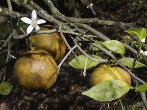 FILE - In a Dec. 11, 2013 file photo, an orange blossom grows alongside some ripening fruit in a grove, in Plant City, Fla. Growers are worried about citrus greening, a condition where an insect causes bacteria to grow on the leaf and fruit, eventually killing the tree. In a report released Tuesday, April 10, 2018, the National Academies of Sciences, Engineering, and Medicine says a single breakthrough discovery for managing citrus greening in the future is unlikely. Greening has progressed from "an acute to a chronic disease throughout the state" and has caused Florida's industry a cumulative loss of $2.9 billion in grower revenues from 2007 to 2014.