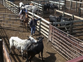 Cattle are herded into a sale arena at the Oklahoma National Stockyards in Oklahoma City, Tuesday, April 24, 2018. Ranchers in the Southwest are already running short on food for their cattle as range conditions have deteriorated and warm-season grasses have yet to start growing due to drought. Some ranchers are searching for available pastures and others are considering downsizing their herds.