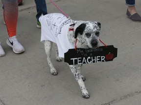 Luna marches with her owner Carlin George, of Oklahoma City, who is at the state Capitol to support her mother, who is a teacher, on the fourth day of protests over school funding, in Oklahoma City, Thursday, April 5, 2018.