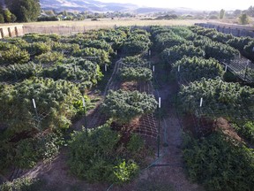 FILE - In this Oct. 13, 2015, file photo, the plants at Michael Monarch's marijuana grow, about 100 plants in all, flourish under breathtaking vistas of the Cascade and Siskiyou mountains near Ashland, Ore. Officials in Josephine County, Oregon, who have tried to restrict commercial marijuana growing, are suing the state in federal court, asserting that while pot is legal in Oregon it remains illegal under federal law, which has supremacy.