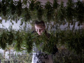 In this Oct. 13, 2015, photo, Lauren Silberman, 29, hangs marijuana after harvesting at Michael Monarch's southern Oregon marijuana grow, in Ashland, Ore. On Thursday, April 5, 2018, Deschutes County District Attorney John Hummel and Sheriff Shane Nelson questioned the Oregon Health Authority's explanation for refusing to provide a list of medical marijuana grow sites.