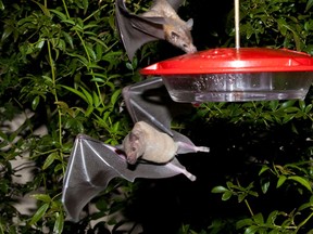 FILE--This 2013 file photo provided by the U.S. Fish and Wildlife shows nectar-feeding lesser long-nosed bats attracted to a hummingbird feeder during a citizen science bat migration monitoring project in southern Arizona. Wildlife managers in the American Southwest say a once-rare bat important to the pollination of plants used to produce tequila has made a comeback and is being removed from the federal endangered species list.
