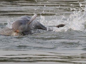 This July, 2016, photo provided by World Wildlife Fund, shows dolphins in the Mekong river near Kratie province in the northeastern of Phnom Penh, Cambodia. Cambodia's government and a major conservation group say in a joint statement issued Monday, April 23, 2018, the number of critically endangered Irrawaddy dolphins along a stretch of the Mekong River has increased for the first time in 20 years but the animals still face serious threats. (World Wildlife Fund via AP)