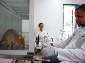 The MRI has been in use since 2004. The lab is also equipped with a blood gas analyzer, so tests can be done using blood samples taken from the animals in much the same way they are collected from human patients.
It’s a far cry from when scientists would use rats and mice and have to dissect them at every test stage.