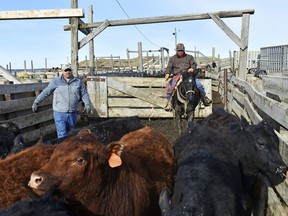 In this April 1, 2018, photo, Mike Wacker, left, and Juan Ulloa move cattle at Cross Four Ranch before the animals are shipped to summer pasture in Sheffield, Mont. Cross Four has thousands of cattle ready for export to China but a trade dispute could undermine those plans.