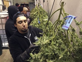 In this Feb. 27, 2018, photo, Anthony Uribes processes a marijuana plant with an attached tracking label at Avitas marijuana production facility in Salem, Ore. The cannabis tracking system used by Avitas, a marijuana company with a production facility in Salem, is the backbone of Oregon's regulatory system to ensure businesses with marijuana licenses obey the rules and don't divert their product into the black market.