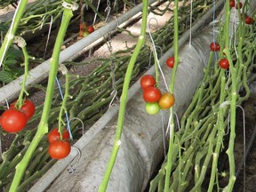 In this April 2, 2018, photo, organic tomatoes grow on vines planted in soil in a greenhouse at Long Wind Farm in Thetford, Vt. Owner Dave Chapman is a leader of a farmer-driven effort to create an additional organic label that would exclude hydroponic farming and concentrated animal feeding operations.