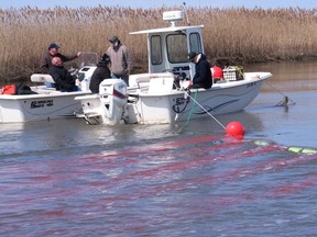 In this April 11, 2018 photo scientists release red dye into a creek leading into Delaware Bay in Greenwich Township, N.J. They aimed to track water flows in a creek that has been a known source of bacterial pollution in the bay. The idea is to see if pollution has abated enough to reopen thousands of acres of oyster beds that have been off-limits for human consumption due to contamination.