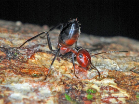 These ants explode - killing themselves - and coat adversaries in a toxic yellow goo, the ultimate act of self-sacrifice to protect its colony.