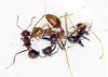 Exploding behavior of the ant in an experimental setting with a weaver ant.