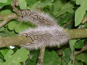 The British Forestry Commission says caterpillars that become oak processionary moths have been spotted in and around the British capital since mid-April.