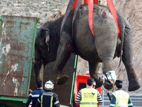 Authorities in southern Spain say an elephant has died and four others are recovering from injuries after a circus truck tipped over on a major highway, provoking an outcry among animal rights defenders.