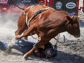 A hoof strikes the leg of Quebec rider Alexander Carrier as finds himself under the hooves of a bull named Red Alert during a competition at the County Championship Rodeo on Sunday, July 23, 2017 at the Picton fairgrounds. The photo won the 2017 Ontario Newspaper Award for spot news photo in a paper with circulation under 25,000.