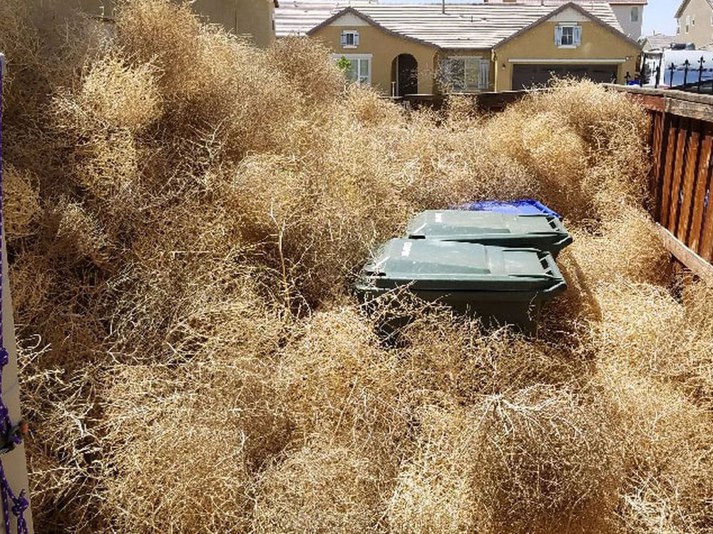 Tumbleweeds have invaded a California town, but where did they come from? -  The San Diego Union-Tribune