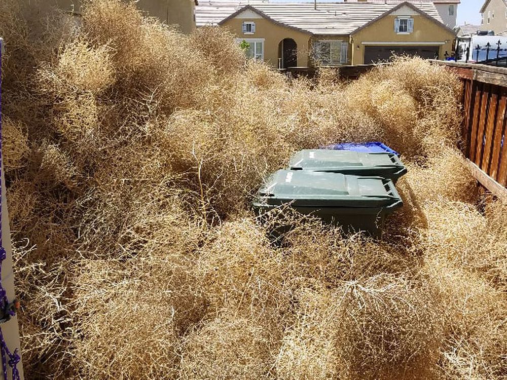 Large tumbleweeds sweep through neighborhood, cover houses