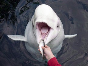 Qila, a beluga whale at the Vancouver Aquarium receives a freshly prepared herring from trainer Katie Becker during a feeding at the aquarium in Vancouver, B.C., Wednesday, Oct.19, 2011.