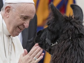 Pope Francis puts his hands together as he looks at a llama upon his arrival in St.Peter's Square at the Vatican for his weekly general audience, Wednesday, April 11, 2018.  Three men from the South Tyrol region of northern Italy walked with three llamas in a two-month pilgrimage to reach the Vatican.