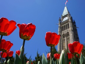The 66th edition of the Canadian Tulip Festival is set to run May 11 to 21 at venues throughout Ottawa.