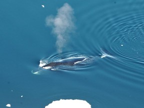 This June 2017 photo provided by the Norwegian Polar Institute shows a bowhead whale in the Fram Strait between Greenland and Svalbard. In a study released in the Wednesday, April 4, 2018 edition of Biology Letters, scientists have eavesdropped year-round on the songs of bowhead whales which roam the Arctic under the ice, and have found they are more prolific and jazzier than other whales.