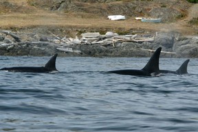 Orcas swim near Victoria, B.C. Saturday, August 14, 2004.