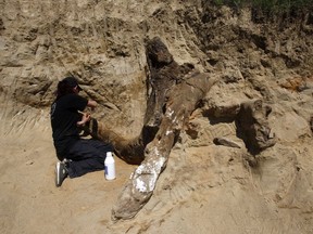 A member of a paleontologist team works on a fossilized skeleton of an extinct species of elephant, excavated at Dolni Disan, near Negotino, in central Macedonia, Tuesday, April 24, 2018. Paleontologists from Bulgaria and Macedonia are excavating the fossilized remains of a prehistoric elephant believed to pre-date the mammoth, after its bones were found accidentally by a man working in a field.