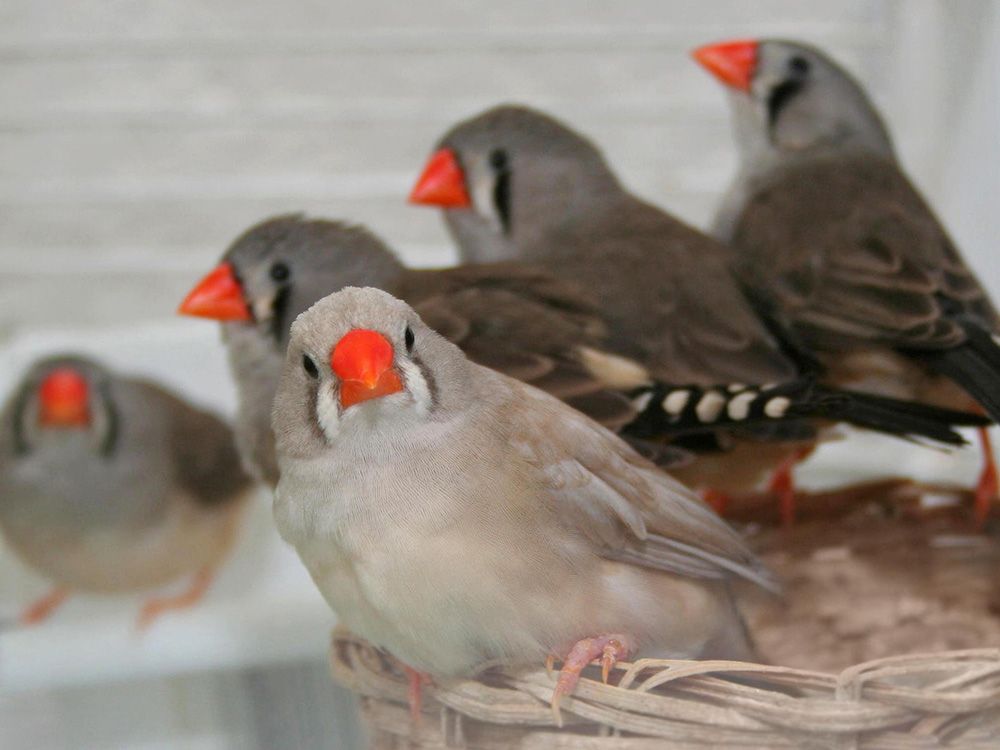 Birds that can't stand the heat of a warming world are shrinking ...