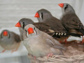 Cloud and her friends Piper, Pepper, Candice and Jessica are Zebra finches.