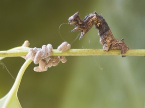 This parasite-infected caterpillar is is dealing with 'bodyguard manipulation' — the parasite forces the host to protect the offspring from predators.