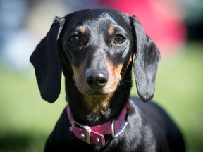 Some of the 100 plus dachshunds and their owners, members of the Sausage Dog Club Bath, begin to gather in front of the historic Royal Crescent in Bath's Royal Victoria Park on April 2, 2017 in Bath, England.