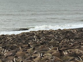 Pacific walruses rest on a beach a few miles outside Port Heiden, Alaska.