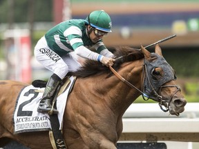 In a photo provided by Benoit Photo, Accelerate and jockey Victor Espinoza win the Grade I, $500,000 Gold Cup horse race at Santa Anita on Saturday, May 26, 2018, at Santa Anita in Arcadia, Calif. (Benoit Photo via AP)