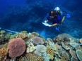 A study of Australia’s Great Barrier Reef shows that reducing pollution and curbing overfishing won't prevent the severe bleaching that is killing coral at catastrophic rates. In the end, researchers said, the only way to save the world’s coral from heat-induced bleaching is with a war on global warming.
