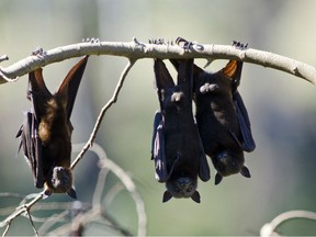 The Ministry of Environment says little brown bats and other species may be hiding in nooks and crannies of trailers, campers, trucks and other vehicles.