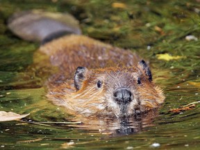 Swimming beaver