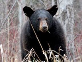 A yearling black bear is seen in Timmins, Ontario on May 15, 2017.