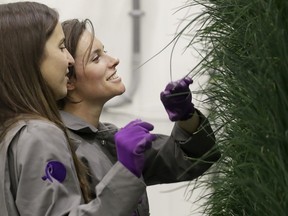 In this Jan. 18, 2018 photo, senior grower Molly Kreykes, left, and associate grower Jess Kowalski inspect chives growing on towers in the grow room at the Plenty, Inc. office in South San Francisco, Calif. More than 30 high-tech companies from the U.S. to Singapore hoping to turn indoor farming into a major future food source, if only they can clear a stubborn hurdle: high costs.