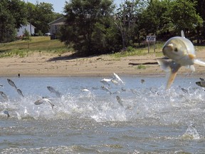 FILE - In this June 13, 2012, file photo, Asian carp, jolted by an electric current from a research boat, jump from the Illinois River near Havana, Ill. Illinois says it will work with federal officials and other states on a strategy for fortifying a lock and dam to keep Asian carp out of Lake Michigan. Gov. Bruce Rauner has sent letters to his counterparts in the Great Lakes region proposing negotiations toward an agreement on using the Brandon Road Lock and Dam near Joliet to block the path of the invasive fish. A federal plan has divided the region's eight states.