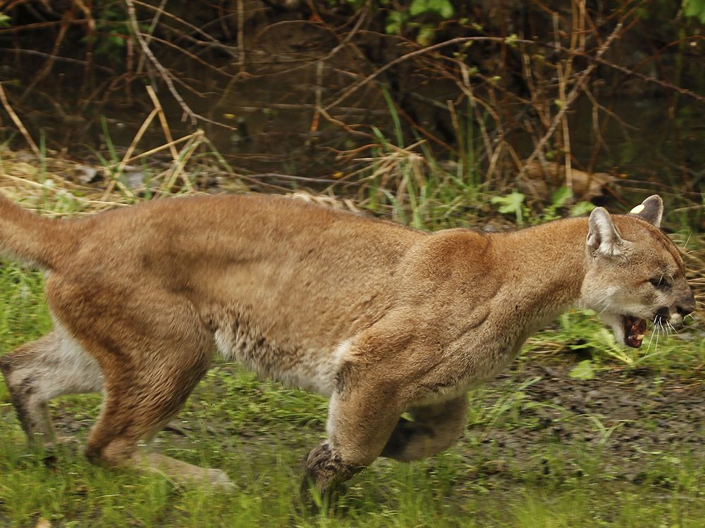 Lions know it's going to get loud in Seattle