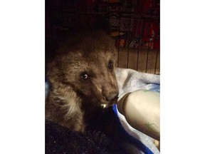 A rescued grizzly bear cub is seen in this undated handout photo. Concerns are being raised about Alberta's new policy on rehabilitating bears after a grizzly cub was killed by Fish and Wildlife officers this week. Two women rescued a grizzly bear cub near Grande Cache this week after watching it for five days to see if its mother would return for it.