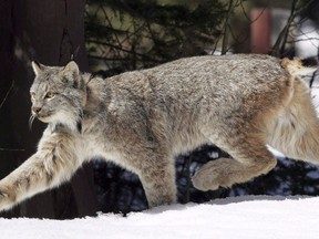 A Canada lynx heads into the Rio Grande National Forest after being released near Creede, Colo., April 19, 2005. New reseach suggests that even underground oilsands mines have profound effects on the forest community above it.
