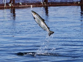 An Atlantic salmon leaps while swimming inside a farm pen near Eastport, Maine, Sunday, Oct. 12, 2008, in Eastport, Maine. A deal has been reached that will halt commercial salmon fishing in Greenland and the Faroe Islands for the next 12 years to allow adult wild Atlantic salmon to return to rivers in Canada, the United States, and Europe.