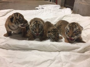 Tiger cubs are seen in this undated handout photo. Staff at a New Brunswick zoo are mourning the loss of a rare tiger cub who died more than a week after she was born with three siblings. The Magnetic Hill Zoo announced in a Facebook post that the young female tiger passed away Sunday despite efforts by her mother, Anya, and a veterinarian to help her survive.