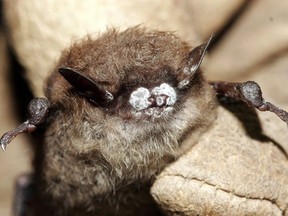 A little brown bat with fungus on its nose is pictured in Oct. 2008 in New York. Manitoba Sustainable Development advises its first case of white-nose syndrome in bats has been identified after testing confirmed the disease has been found in bats in the Lake St. George area. Although there is no known health risk to people, the public is asked not to enter caves where bats might be present, to prevent the spread of the fungal spores that cause the disease.