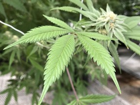 Olds College in Alberta offering a Cannabis Production program to train people how to work in the industry. This April 6, 2018 photo shows the leaves of a marijuana plant inside Ultra Health's cultivation greenhouse in Bernalillo, N.M.